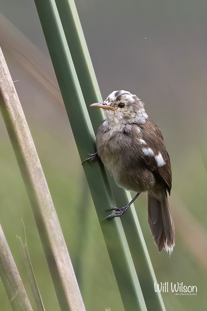 Greater Swamp Warbler - ML505834601