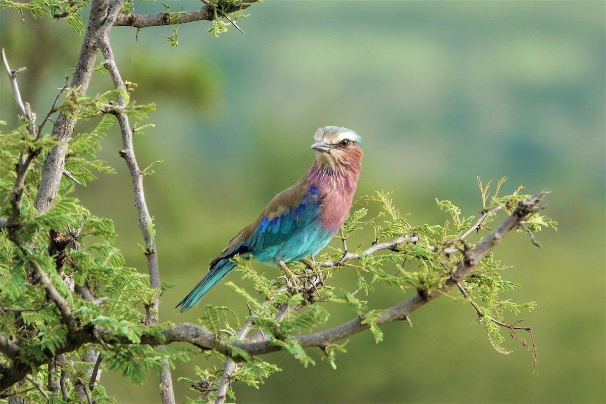 Lilac-breasted Roller - ML505834621