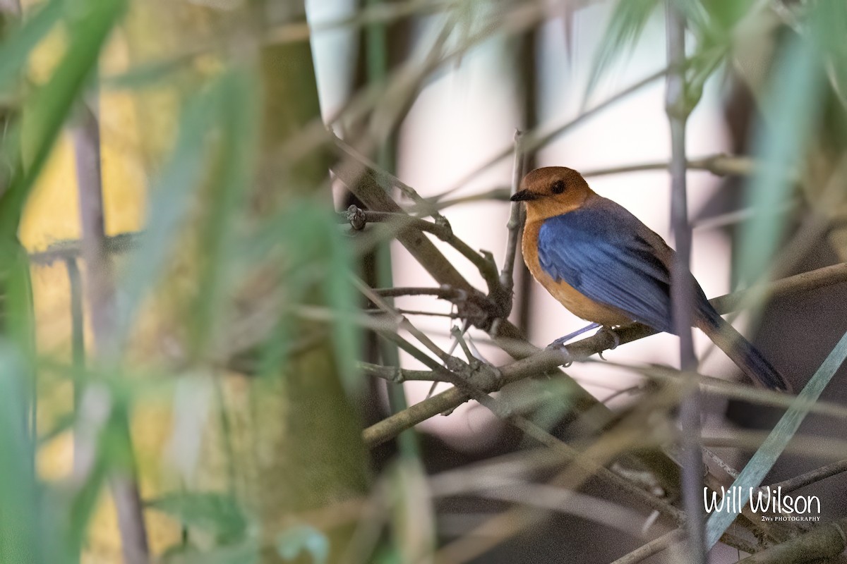 Red-capped Robin-Chat - ML505834681