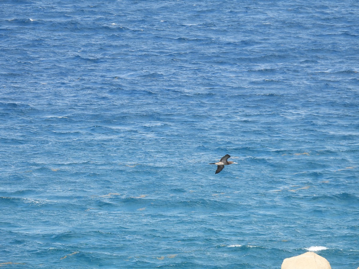 Brown Booby - ML505834741