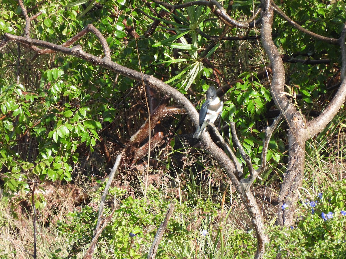 Belted Kingfisher - ML505834921