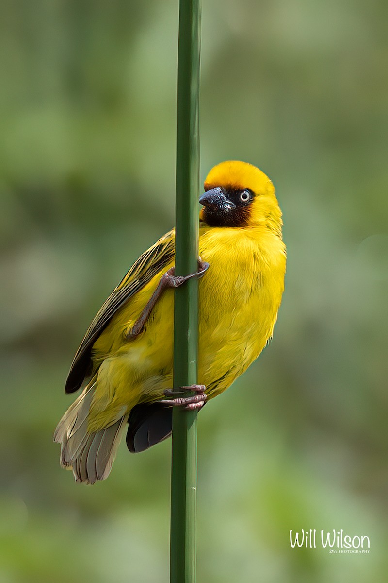 Northern Brown-throated Weaver - ML505835021