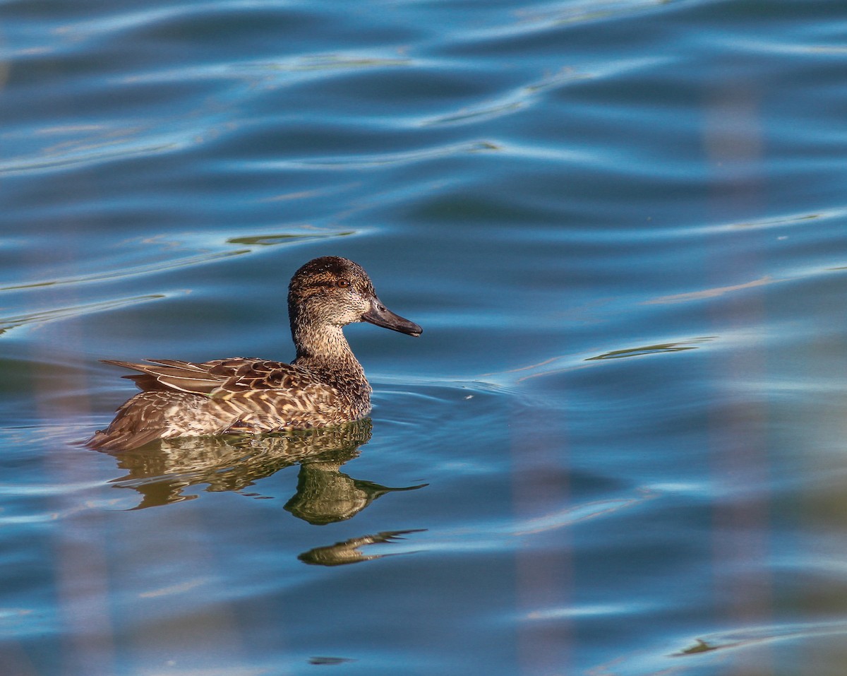 小水鴨(carolinensis) - ML505836091