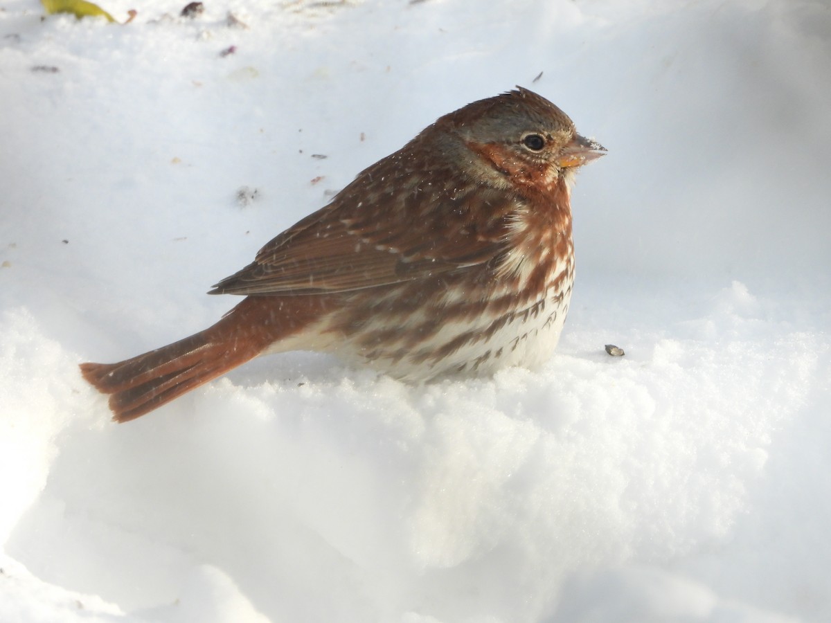 Fox Sparrow - Marcie  Jacklin