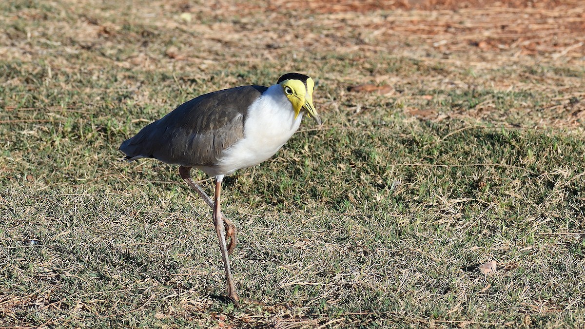 Masked Lapwing - ML505836191