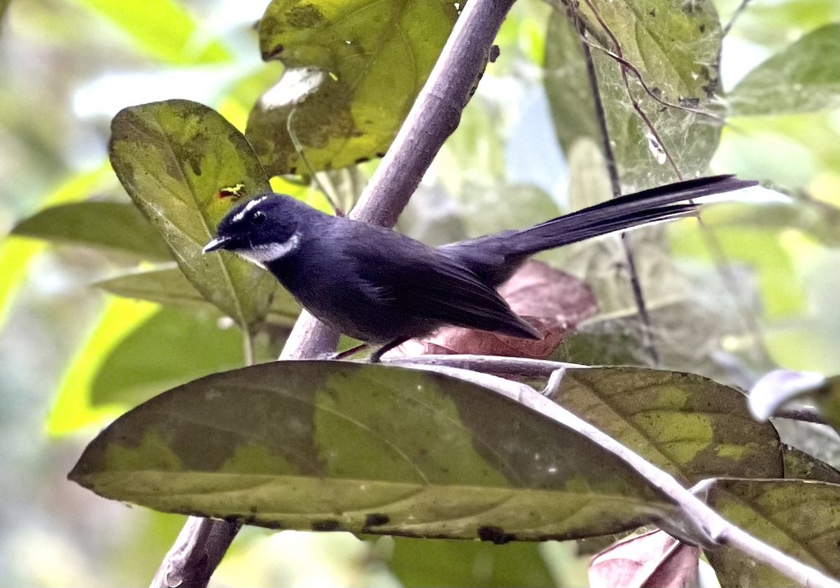 White-throated Fantail - ML505836551