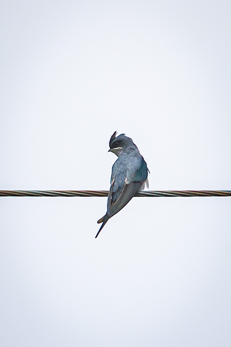 Crested Treeswift - ML505836831