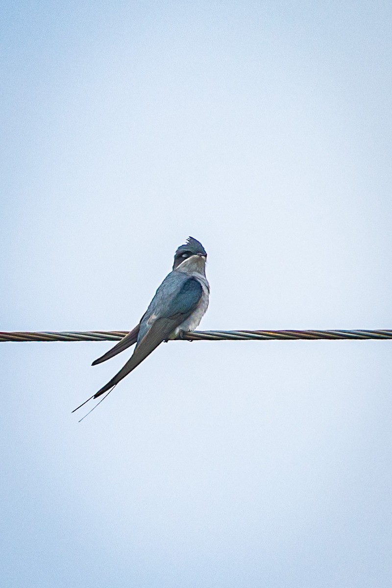 Crested Treeswift - Subhankar Saha