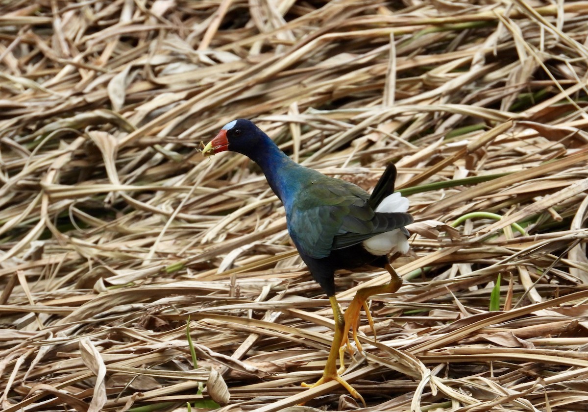 Purple Gallinule - ML505837441