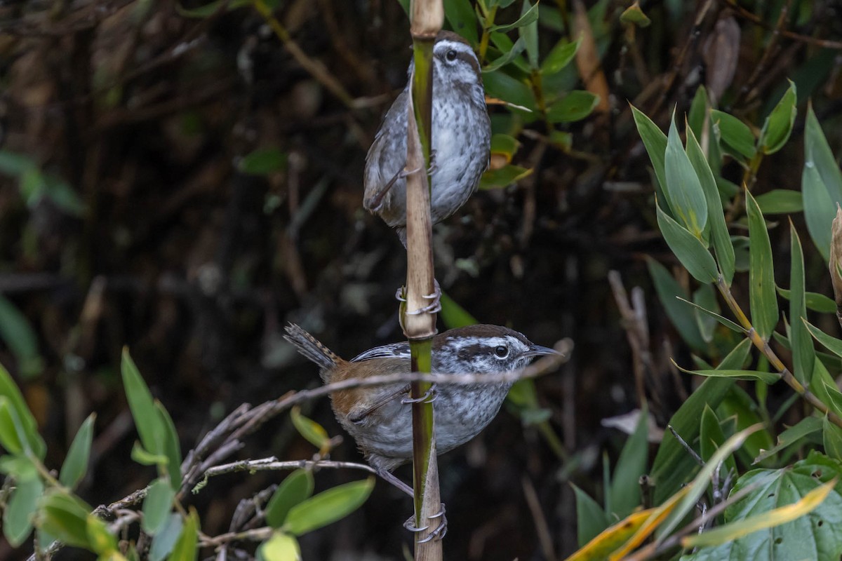 Timberline Wren - ML505837871