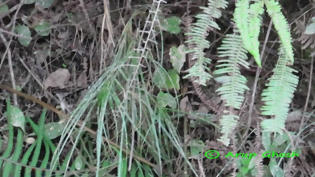 Tawny-breasted Wren-Babbler - ML505837961