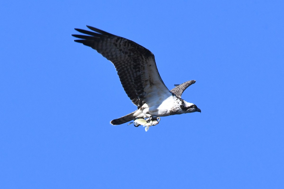 Balbuzard pêcheur - ML505839691