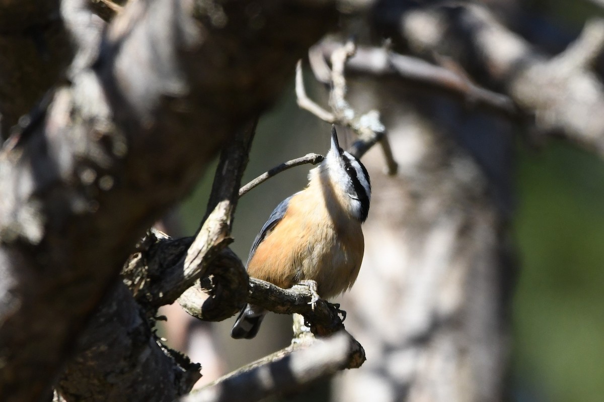 Red-breasted Nuthatch - ML505839781