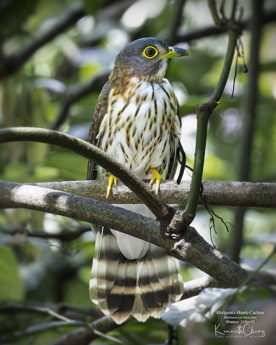 Hodgson's Hawk-Cuckoo - ML505840301