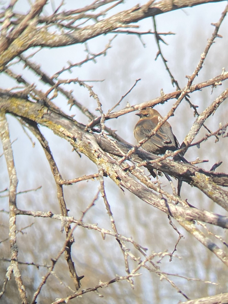 Rusty Blackbird - ML505840771