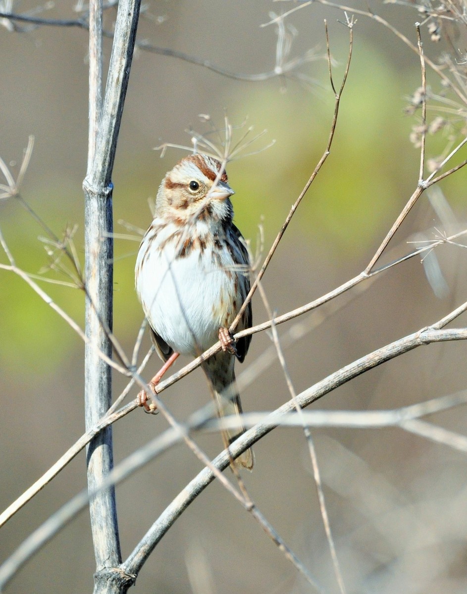 Song Sparrow (melodia/atlantica) - ML505840841