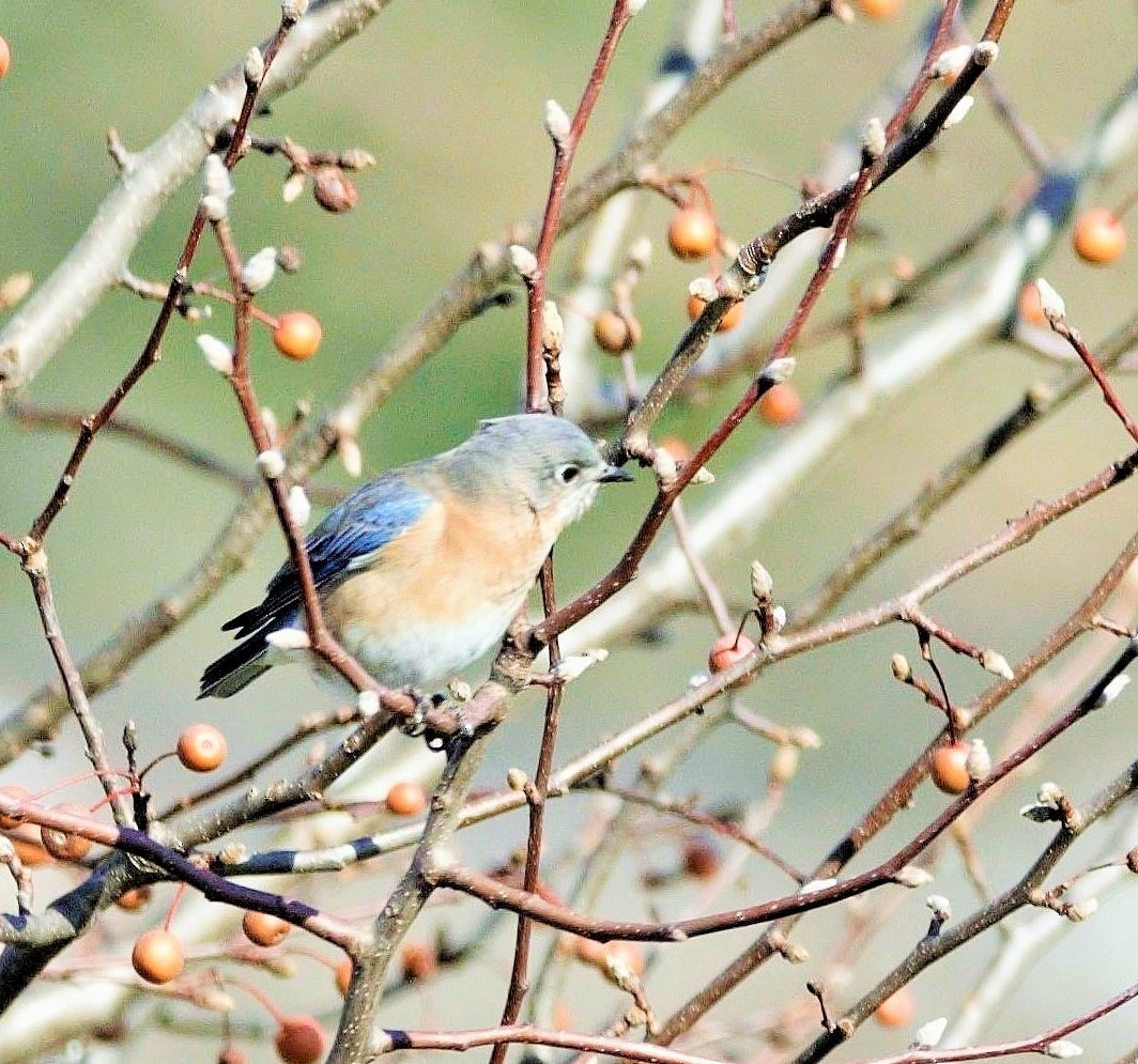 Eastern Bluebird (Eastern) - ML505840931