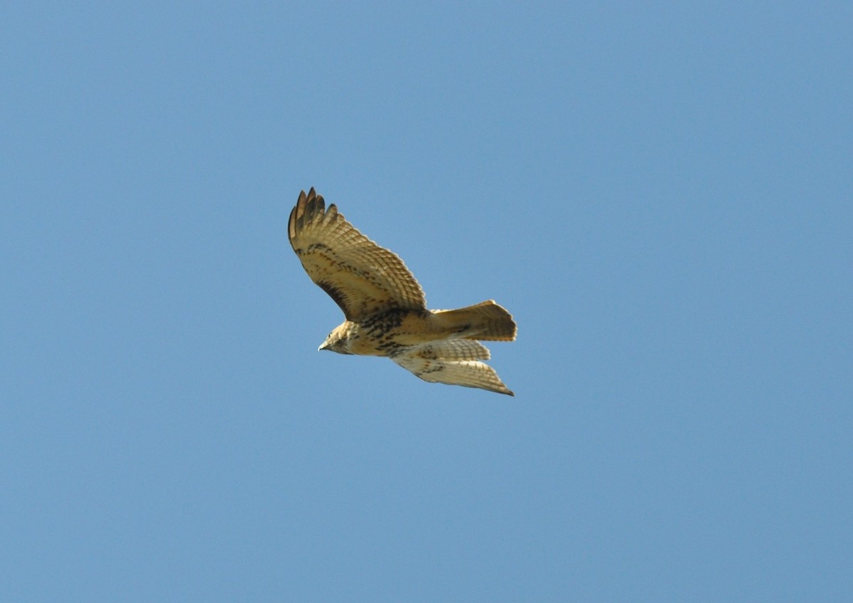 Red-tailed Hawk (borealis) - ML505841011