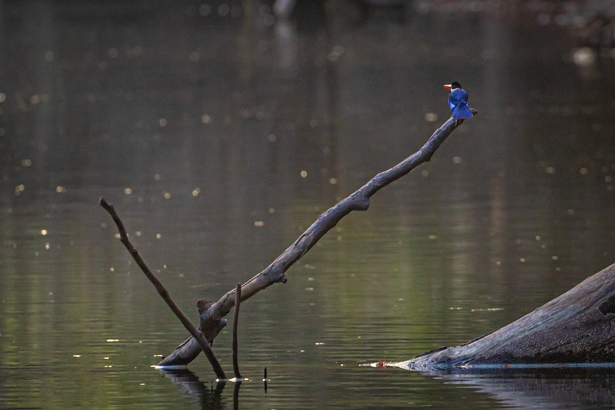 Black-capped Kingfisher - Subhankar Saha