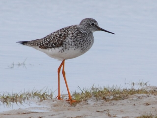 Lesser Yellowlegs - ML505842001