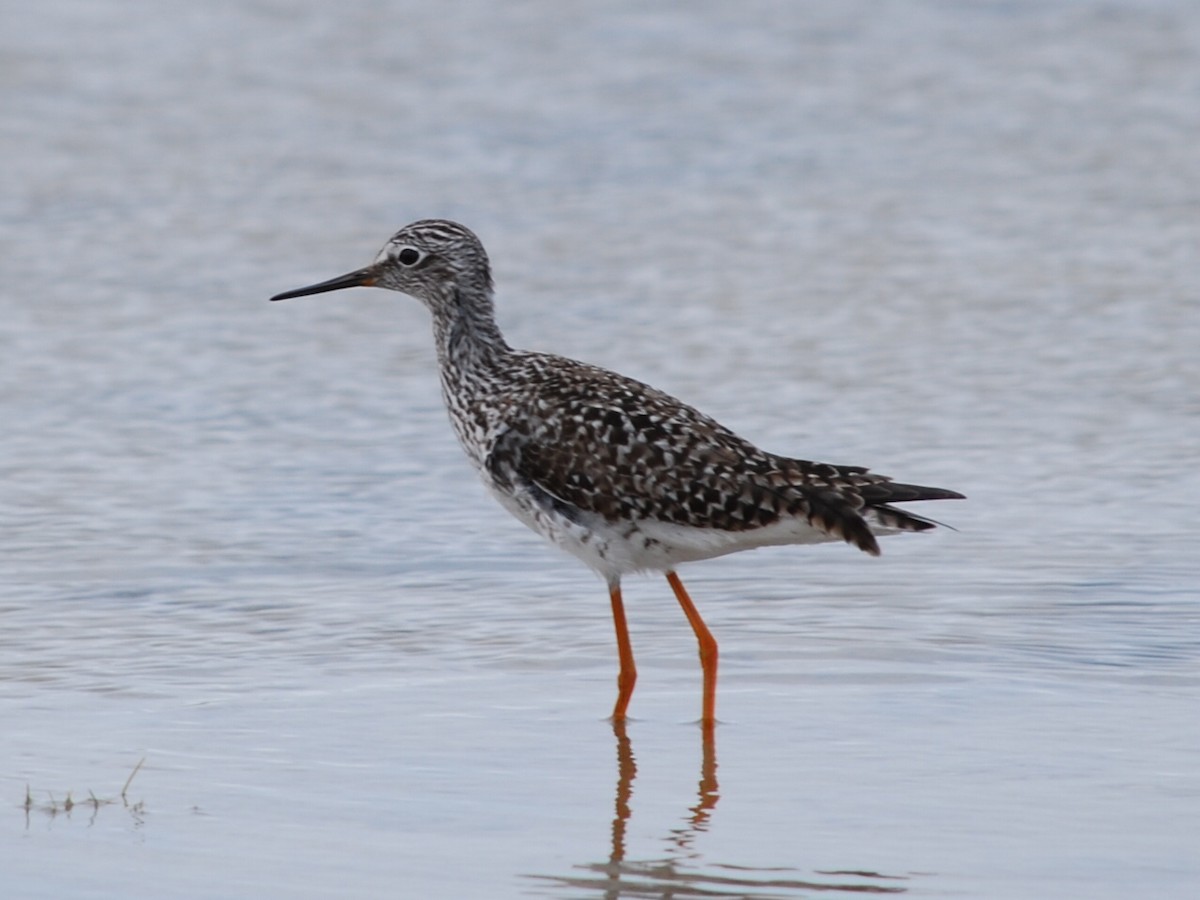 Lesser Yellowlegs - ML505842011