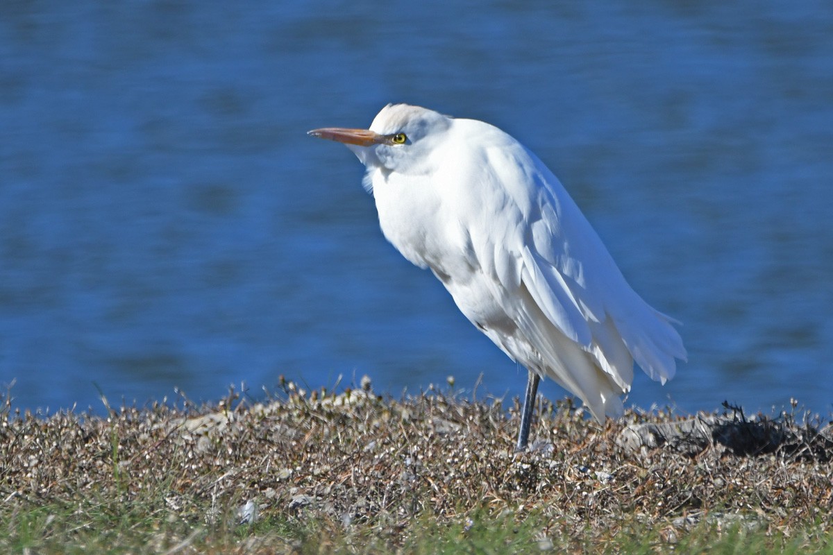 Western Cattle Egret - ML505844301