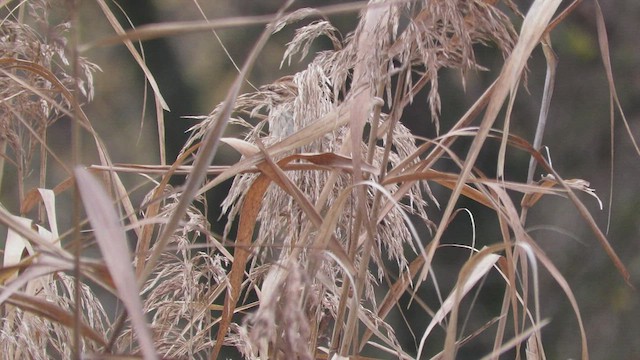 Reed Bunting - ML505844401