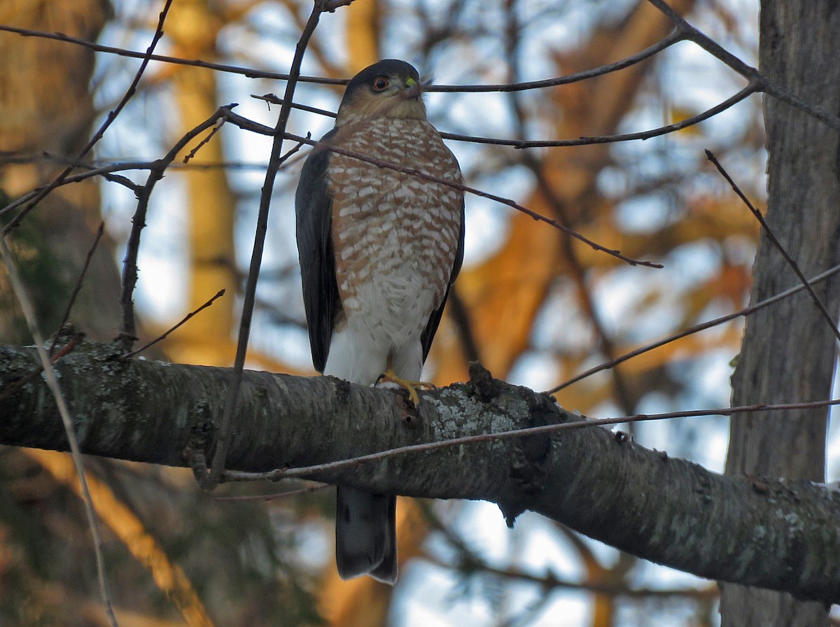 Sharp-shinned Hawk - ML505845671