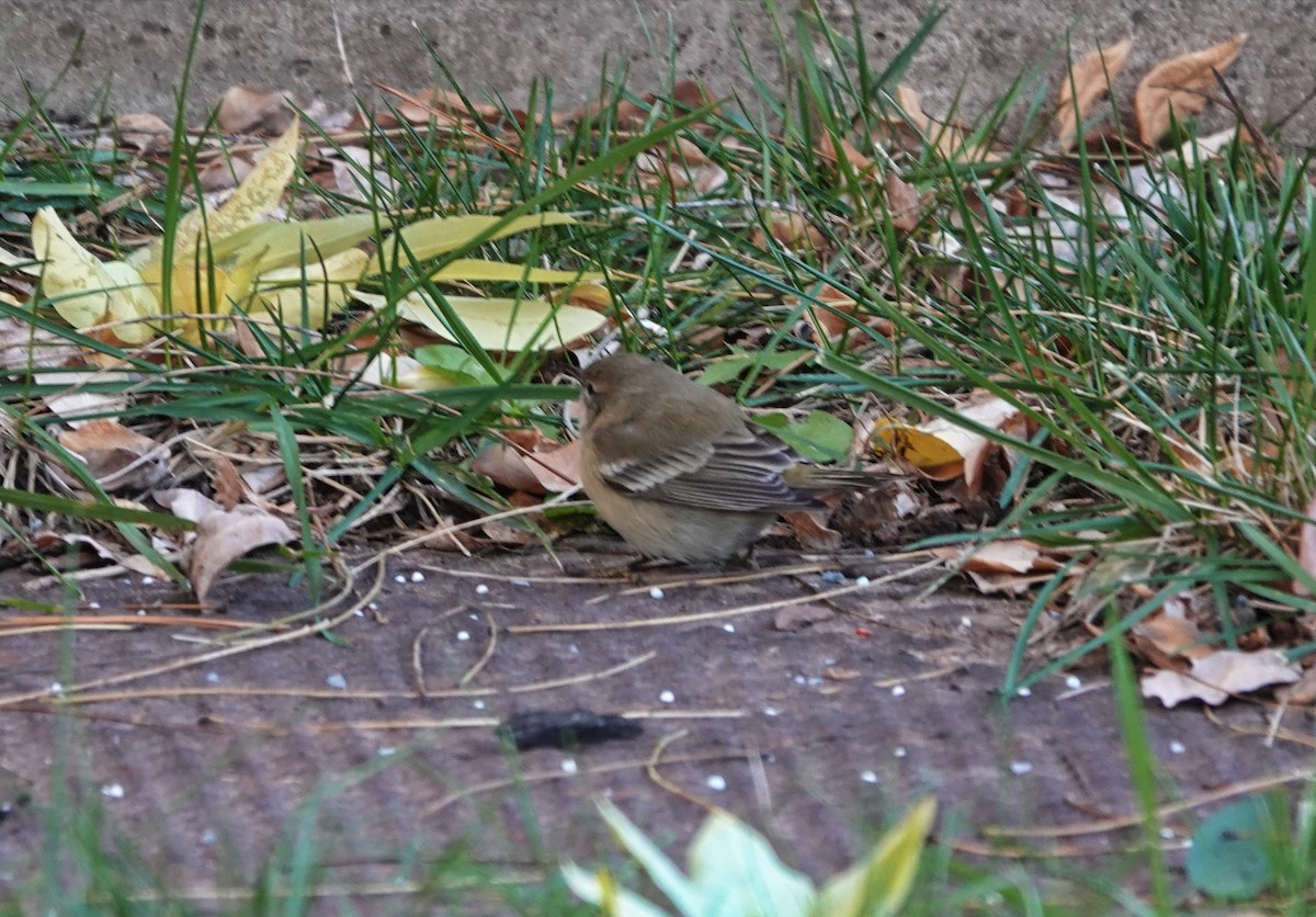 Pine Warbler - Claus Holzapfel