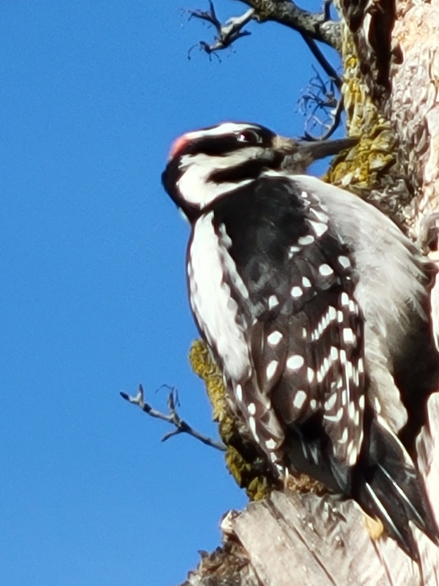 Hairy Woodpecker - ML505847881