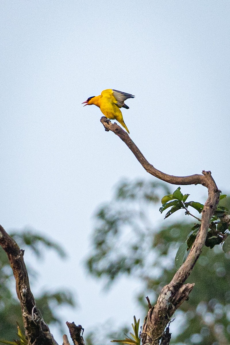 Black-naped Oriole - ML505848161