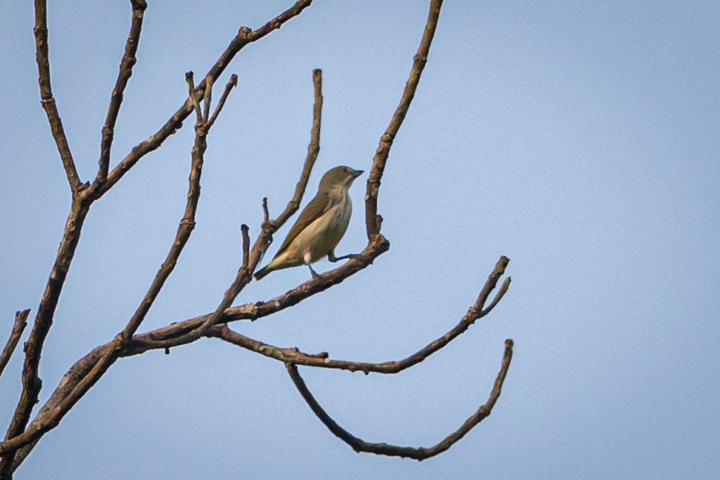 Thick-billed Flowerpecker - ML505848421