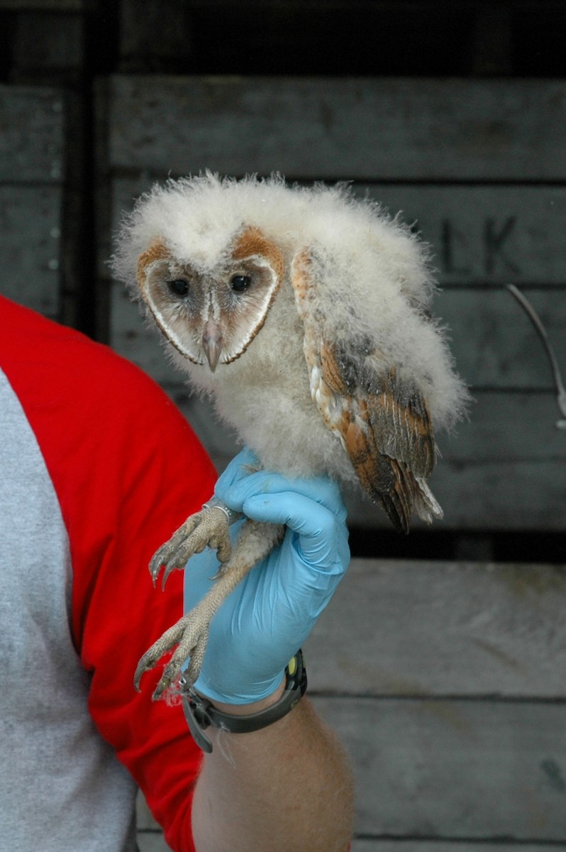 Barn Owl - ML505849031