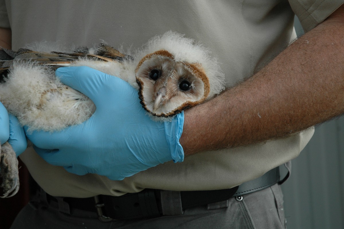 Barn Owl - ML505849091