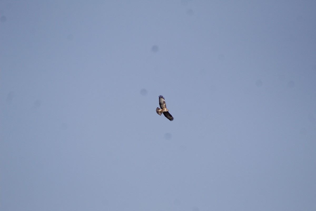 Common Buzzard - ML505850541