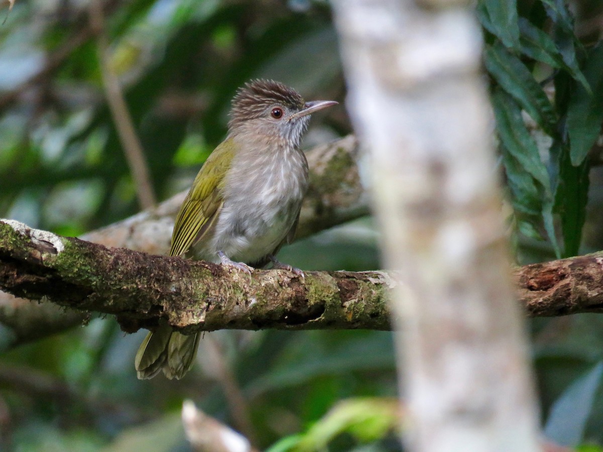 Mountain Bulbul - ML50585231