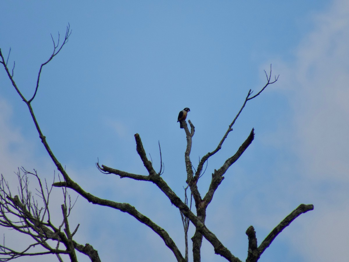 Black-thighed Falconet - ML50585271