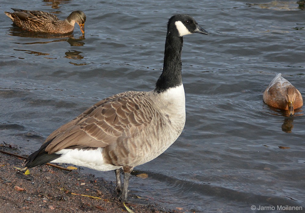 Canada Goose - ML505852951