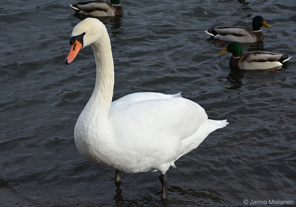 Mute Swan - Jarmo Moilanen