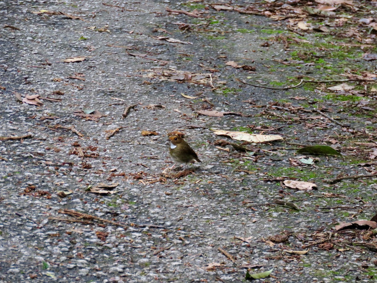 Rufous-browed Flycatcher - ML50585301