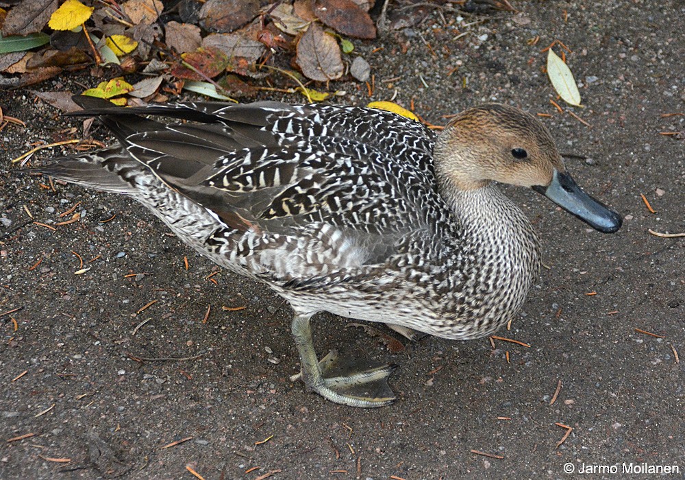 Northern Pintail - ML505853041