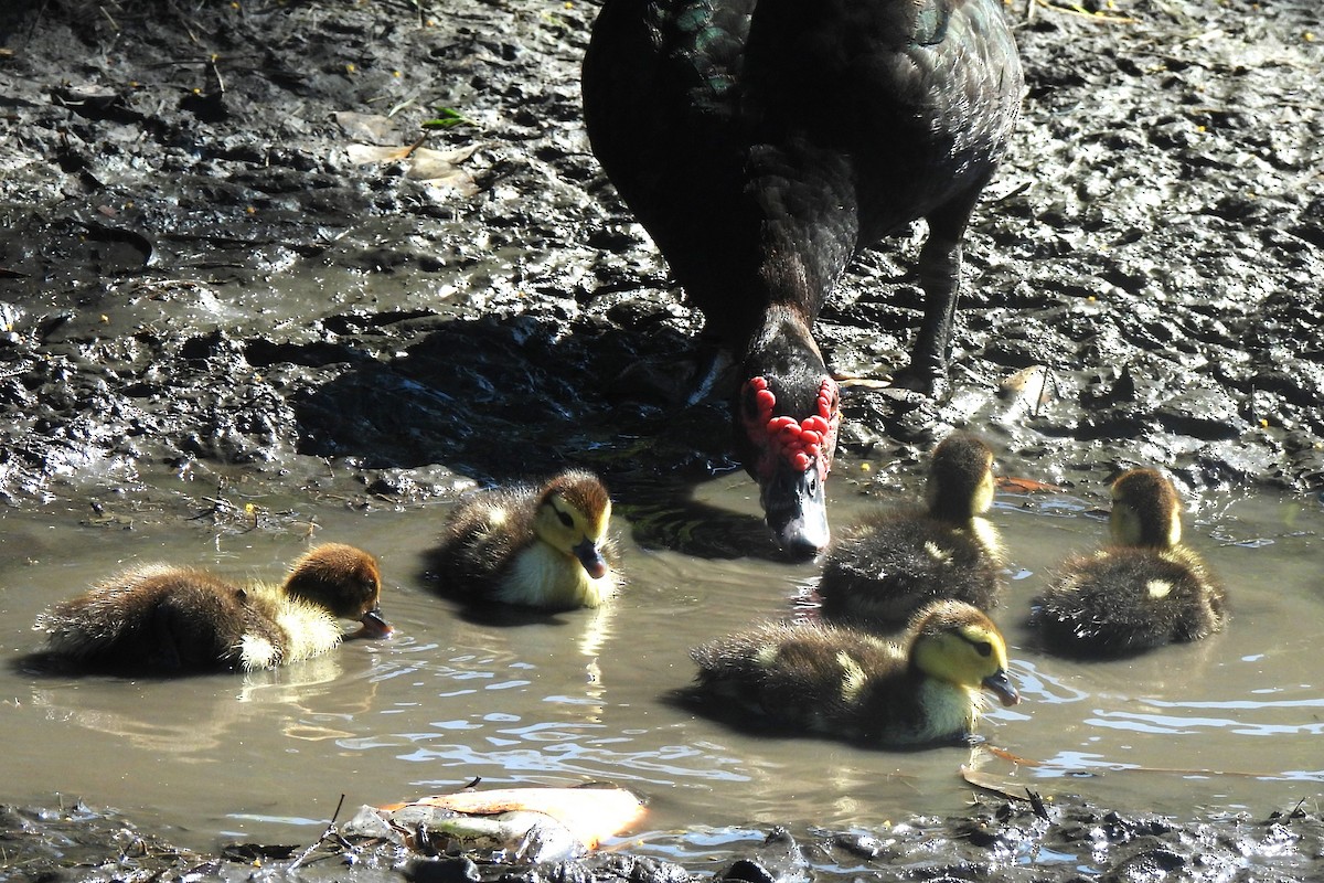 Muscovy Duck (Domestic type) - ML505853161