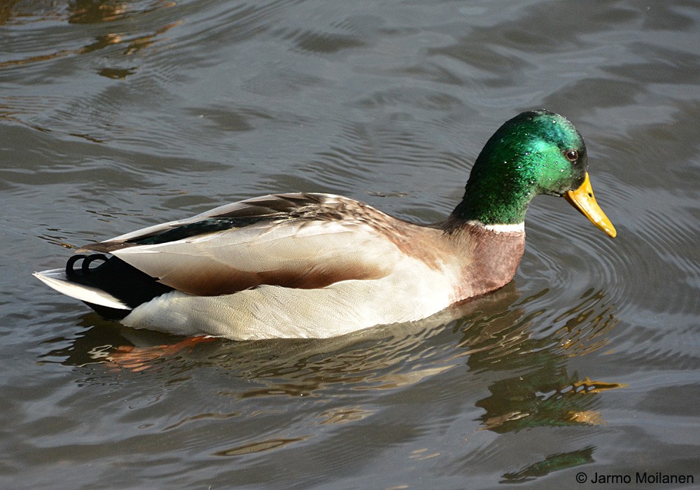 Canard colvert - ML505853171