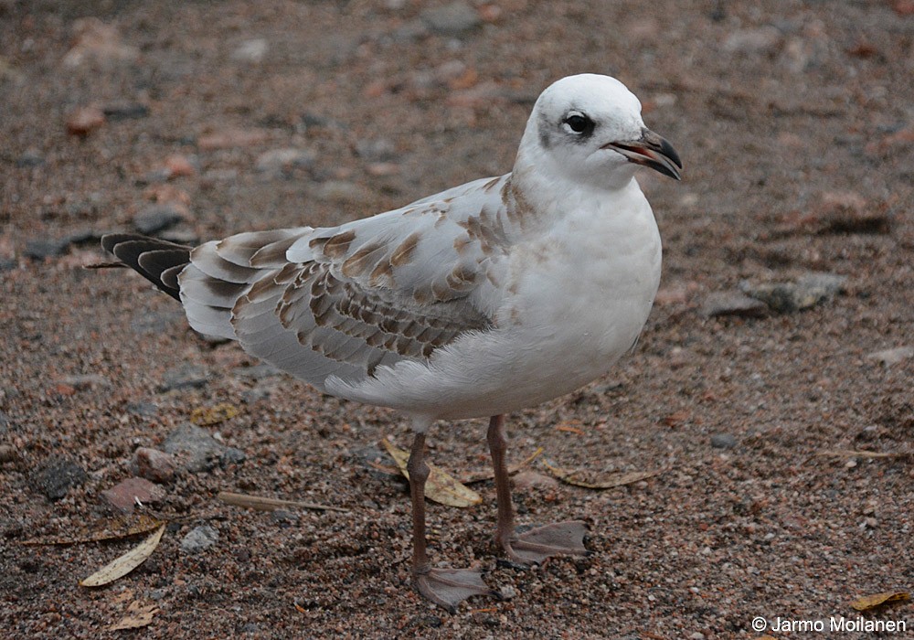 Mouette mélanocéphale - ML505853231