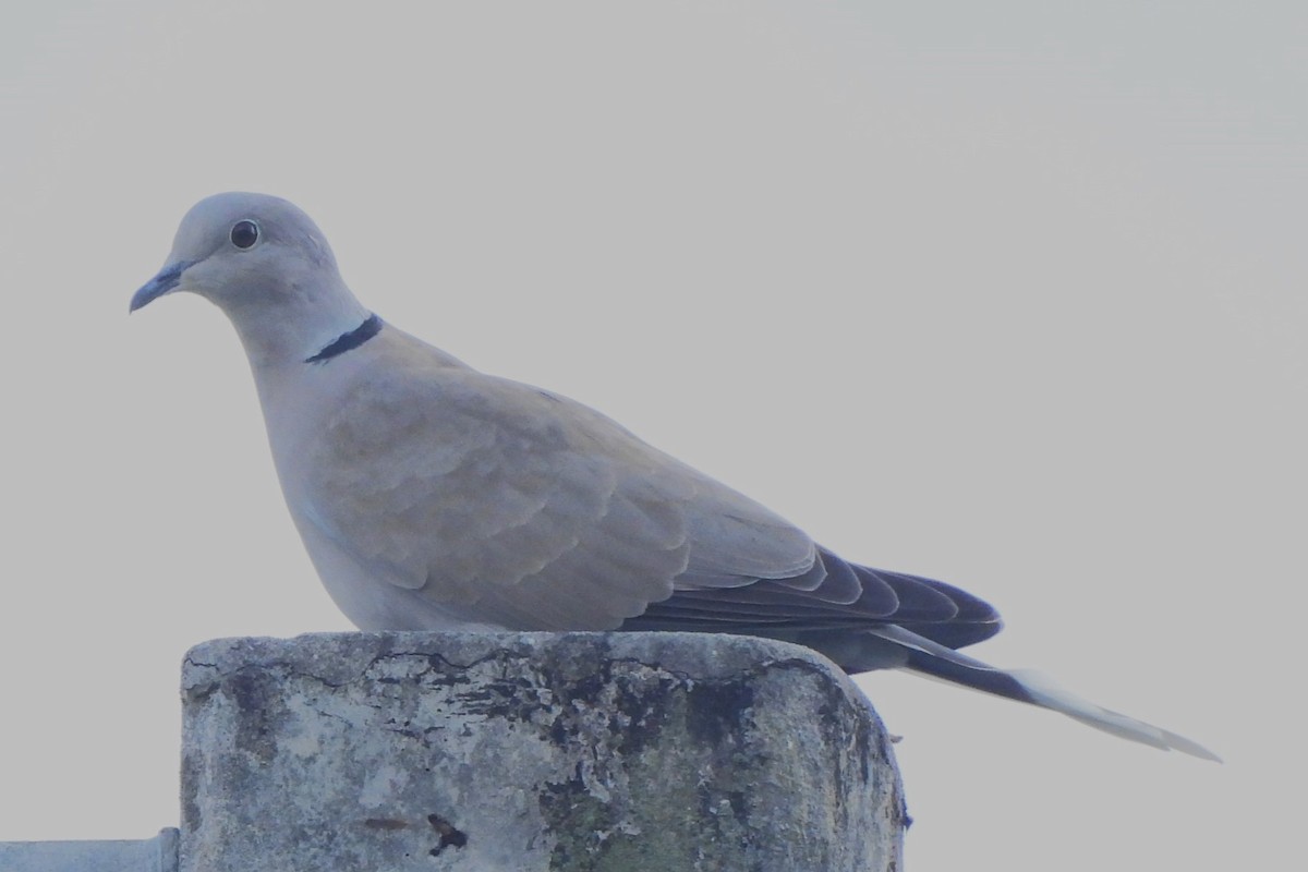 Eurasian Collared-Dove - ML505853391