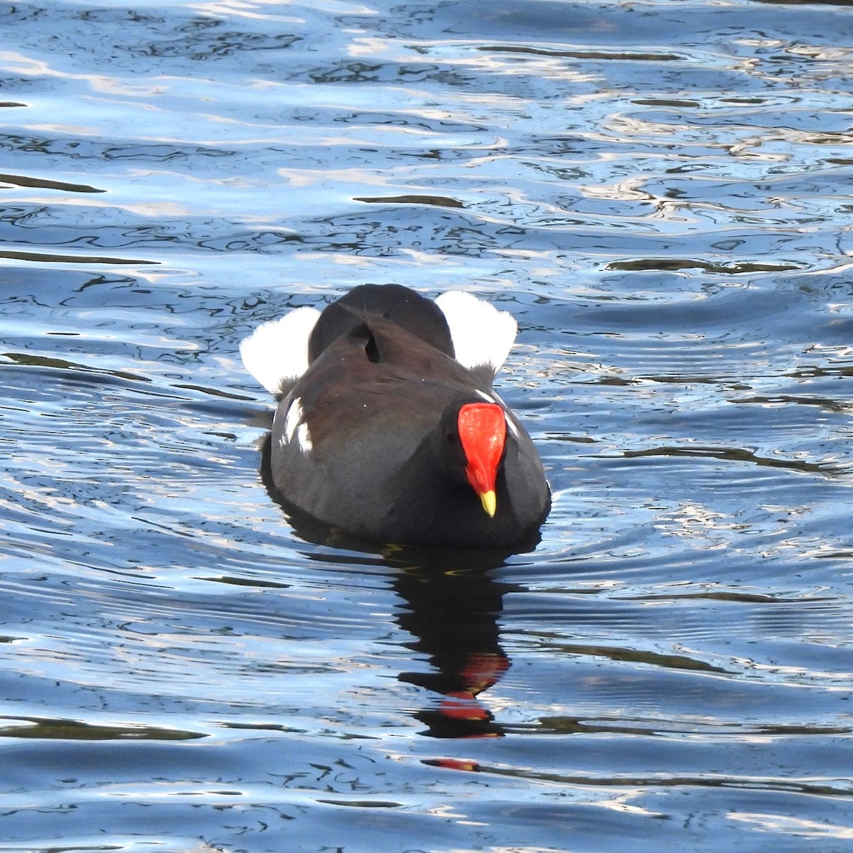 Gallinule d'Amérique - ML505853511