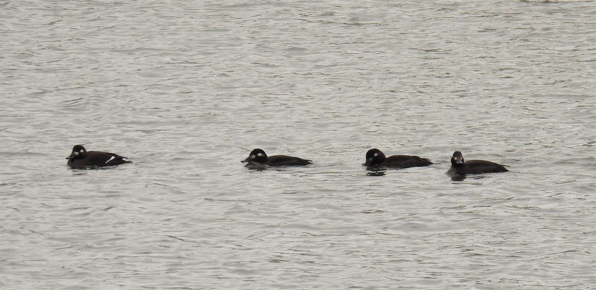 Velvet Scoter - Udo Baake