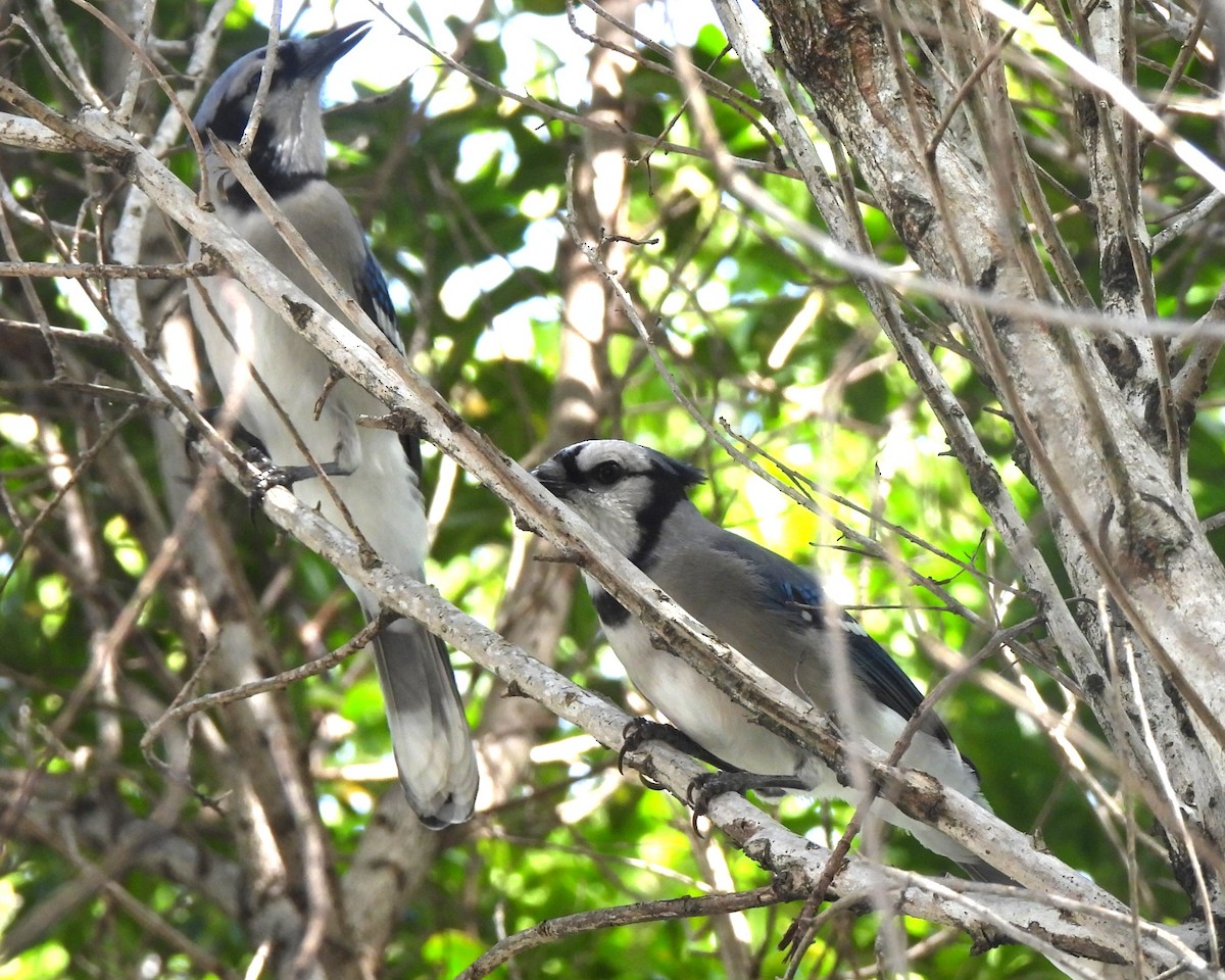 Blue Jay - Michael I Christie