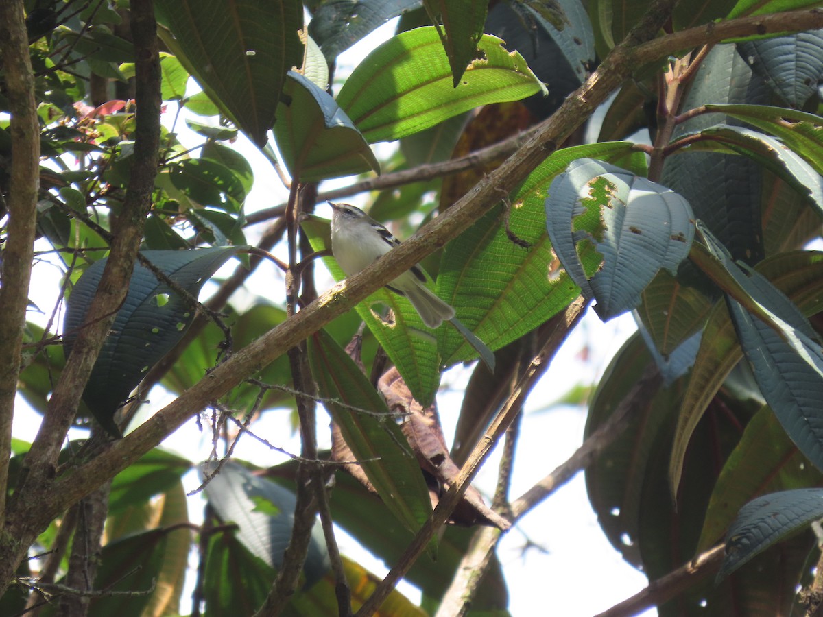 White-banded Tyrannulet - ML505853811