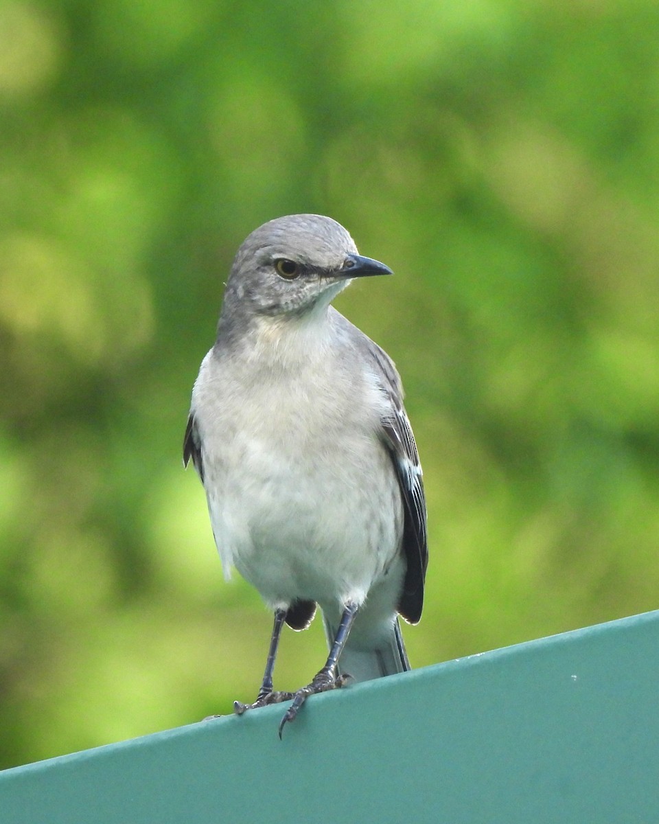 Northern Mockingbird - ML505853831